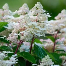 Aedhortensia Early Harry
